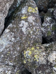 Vulpicida juniperinus