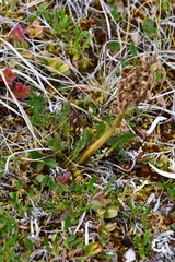 Pedicularis sudetica
