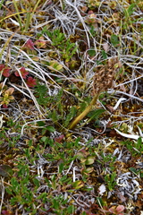 Pedicularis sudetica
