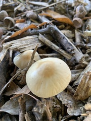 Mycena galericulata