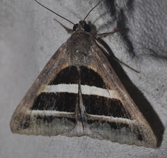 Grammodes bifasciata