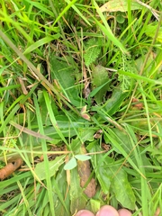 Hypochaeris radicata