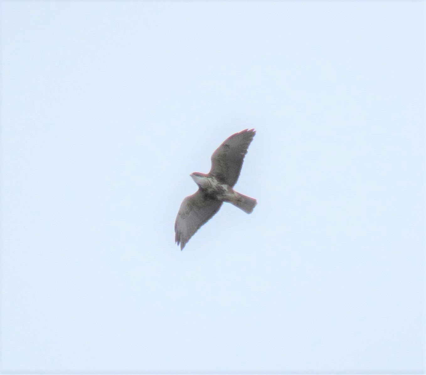 White-throated Hawk illustration