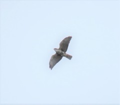 Buteo albigula
