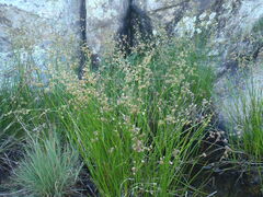 Juncus acuminatus