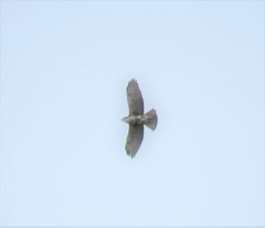 Buteo albigula