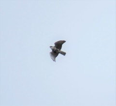 Buteo albigula