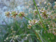 Juncus acuminatus