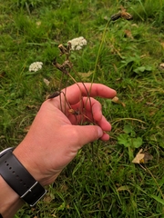 Hypochaeris radicata