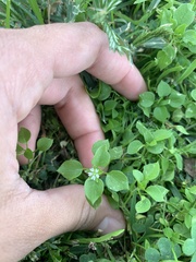 Stellaria