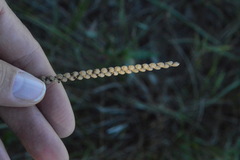 Paspalum floridanum