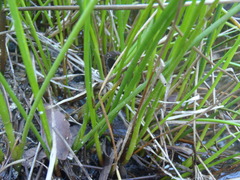Juncus acuminatus