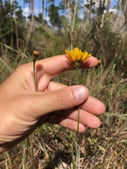 Coreopsis floridana