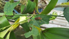 Anisoscelis gradadius