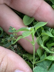 Stellaria
