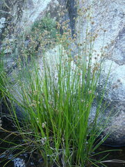 Juncus acuminatus