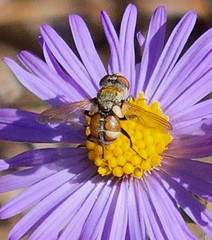 Gymnoclytia