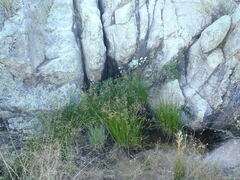 Juncus acuminatus