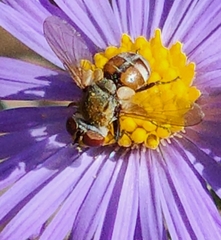 Gymnoclytia