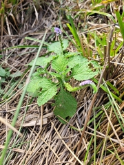 Heliotropium indicum