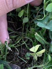 Stellaria