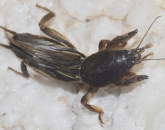 Gryllotalpa africana