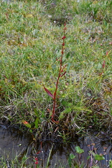 Rumex arcticus