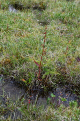 Rumex arcticus