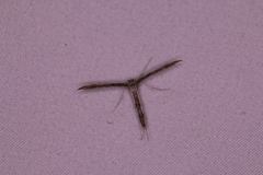 Hellinsia inquinatus