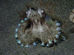 Amphioctopus marginatus