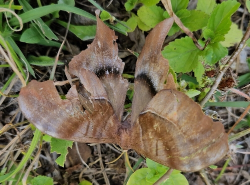 Paradaemonia thelia