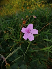 Erodium laciniatum