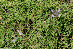 Streptopelia decipiens