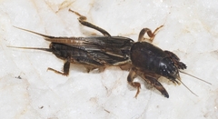 Gryllotalpa africana