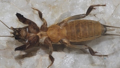 Gryllotalpa africana