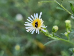 Phalacridae