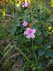 Erodium laciniatum