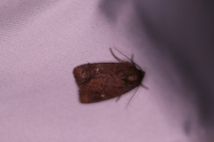 Pseudorthodes vecors