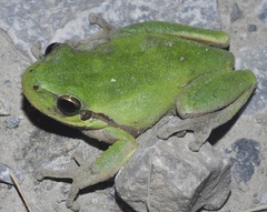 Hyla meridionalis