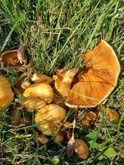 Cystoderma aureum