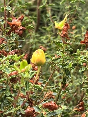 Hypericum balearicum
