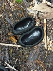 Plectania rhytidia