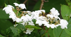 Viburnum opulus opulus