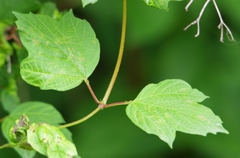 Viburnum opulus opulus