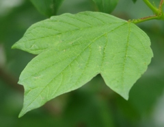 Viburnum opulus opulus