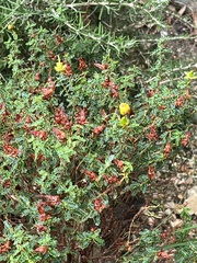 Hypericum balearicum