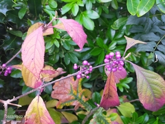 Callicarpa dichotoma