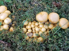 Cystoderma aureum