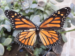 Danaus plexippus plexippus