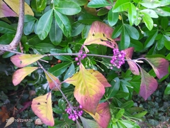 Callicarpa dichotoma